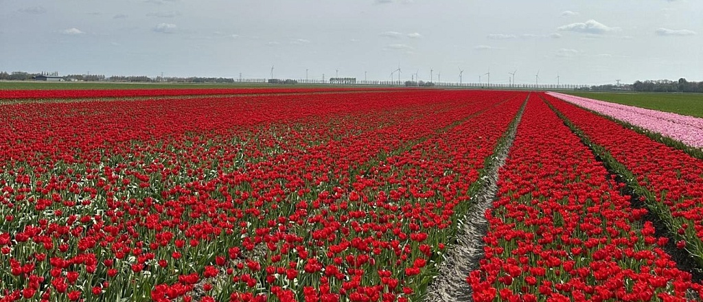 a-spring-itinerary-through-the-netherlands-from-tulip-fields-to-quaint-villages
