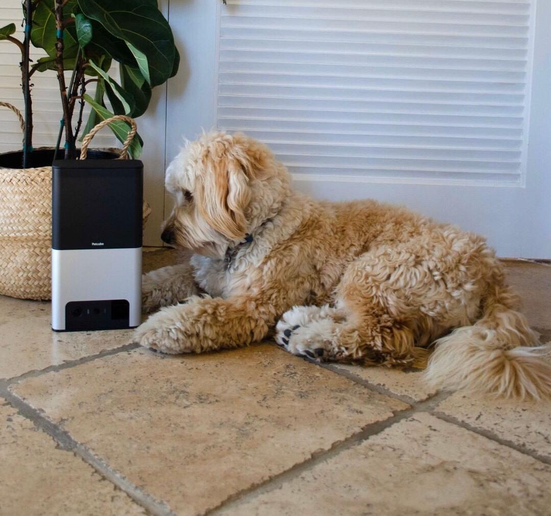 Petcube и Jammy получили Red Dot за лучший продуктовый дизайн статьи