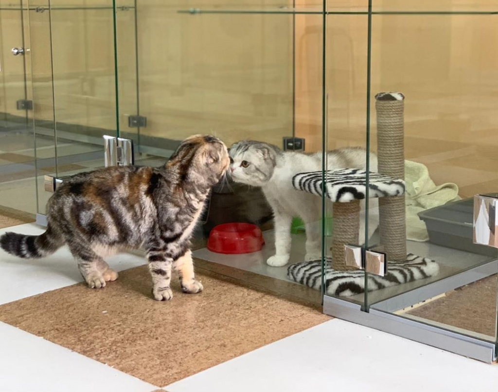 Petsmart store cat boarding