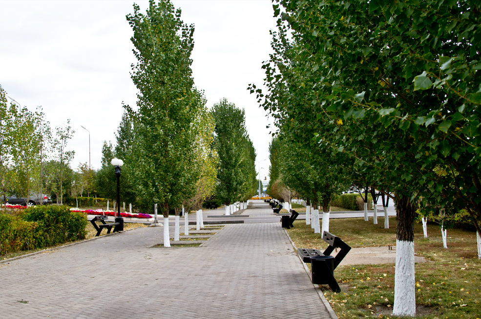 Деревья казахстана названия с фото