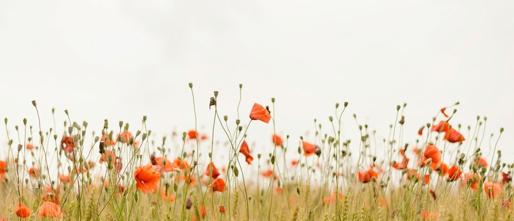 how-nowruz-is-celebrated-in-turkmenistan-key-traditions-and-customs