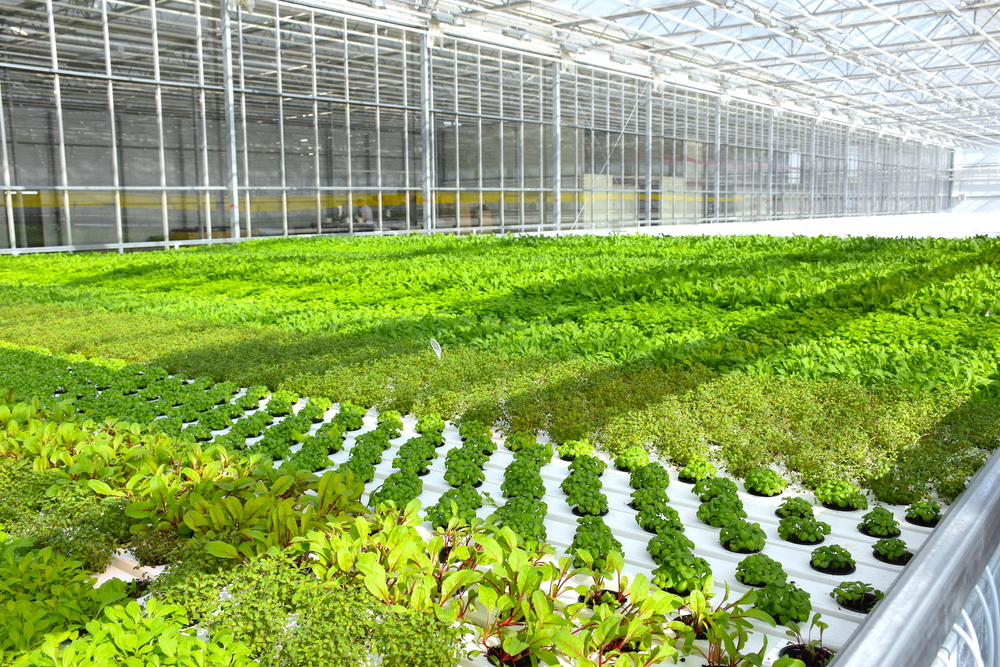 О единственном в Казахстане производителе салатов и зелени в горшочках