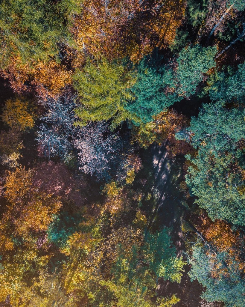 Амберг лес.jpg