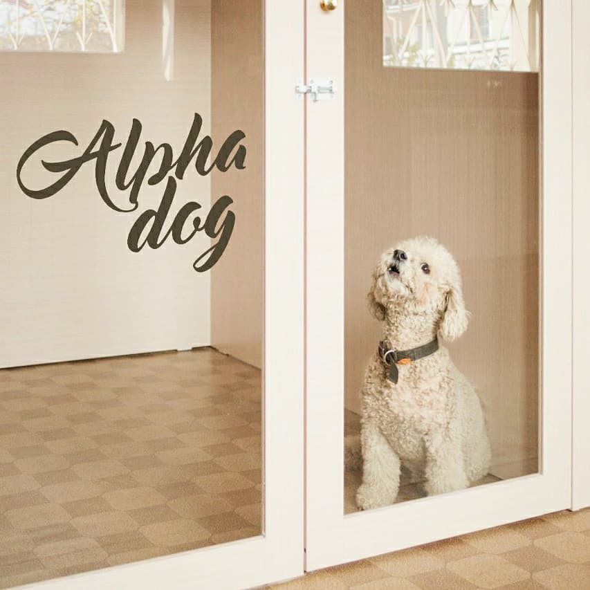 alpha dog.jpg