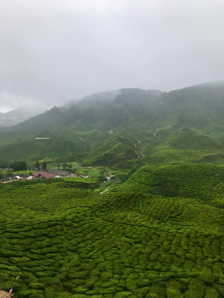 Cameron_Highlands