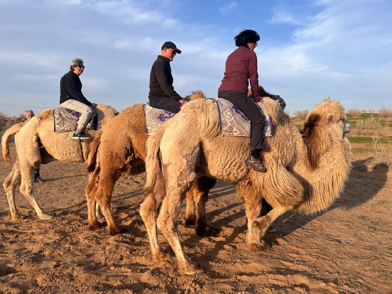 Camel trekking
