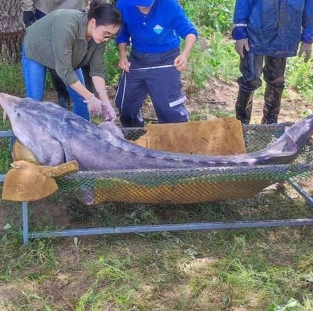 Адырбекова Камила