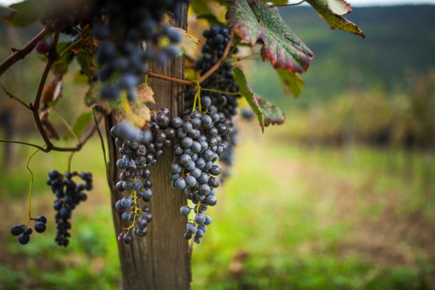 Винодельни Грузии: 8 мест, где можно попробовать местное вино и собрать урожай
