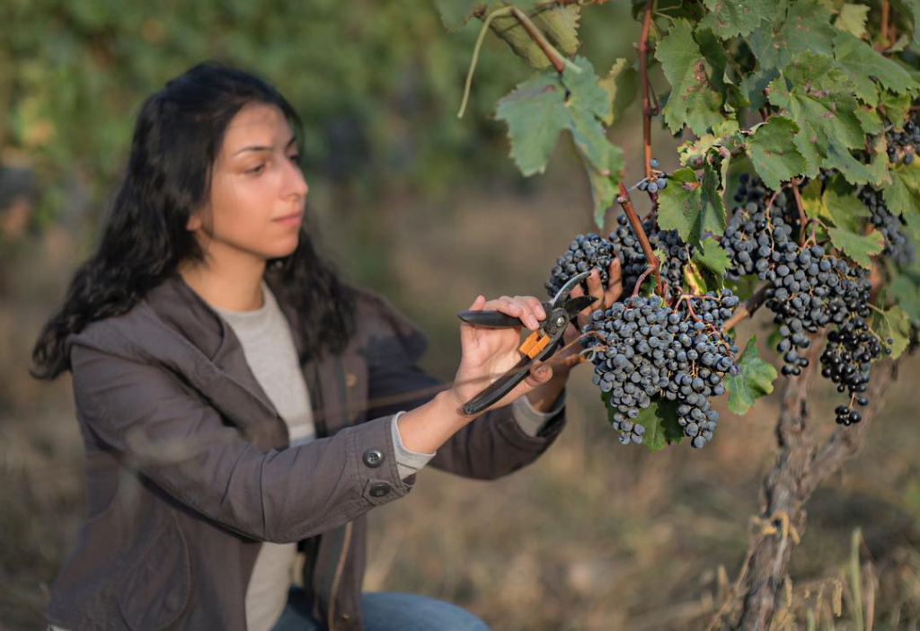 Винодельни Грузии: 8 мест, где можно попробовать местное вино и собрать урожай