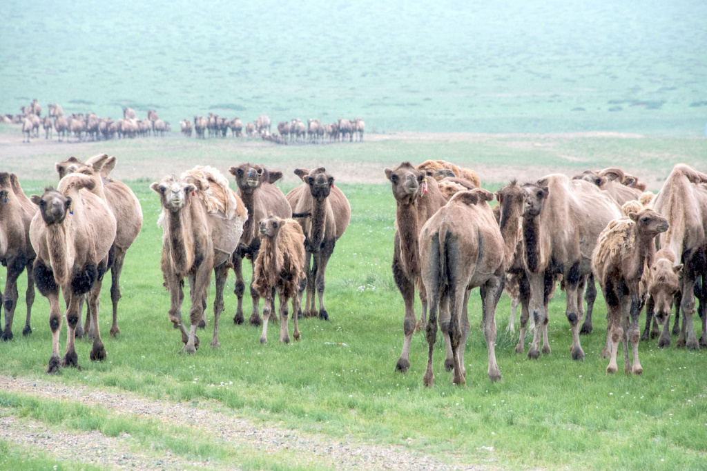 Mongolia through the eyes of foreign tourists: Incredible nature and lifestyle of nomads