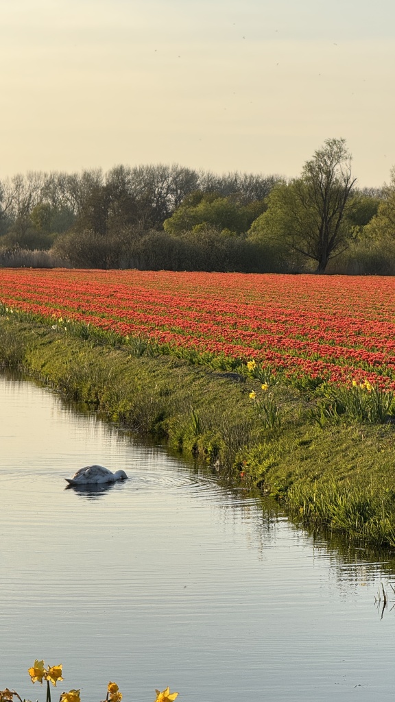 tulip fields
