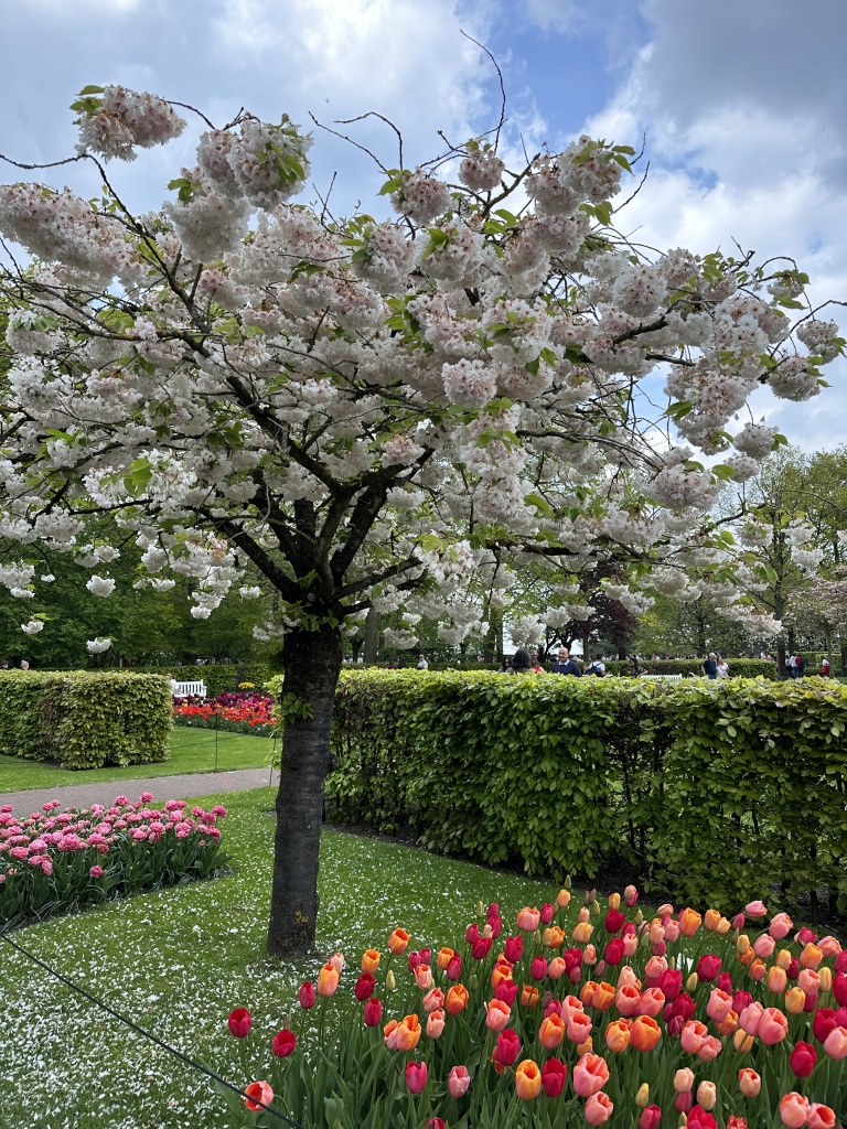 Keukenhof