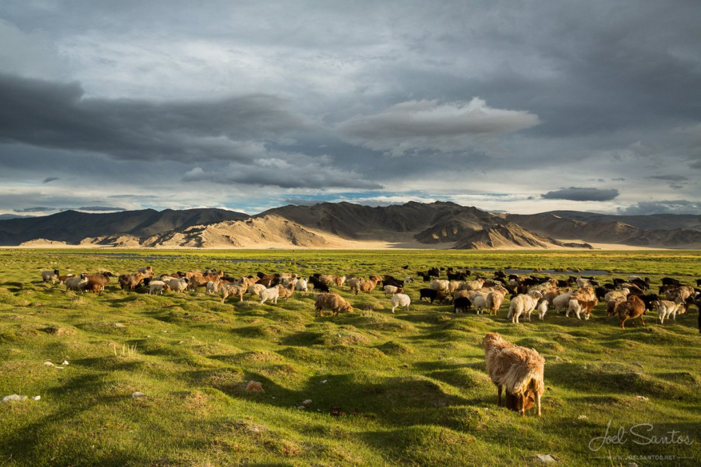 Summer in Mongolia.jpg