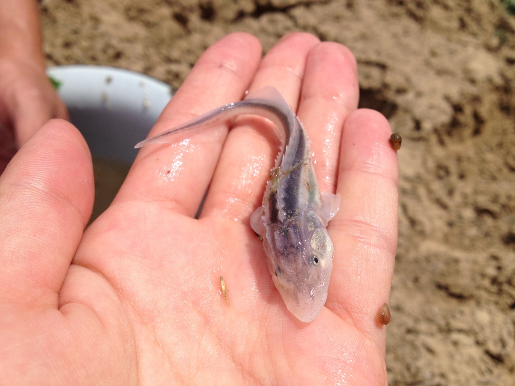 Адырбекова Камила