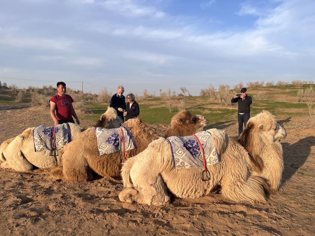 camel riding uzbekistan