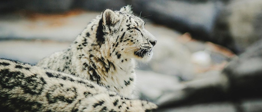 rare-animals-of-central-asia-6-species-from-the-red-list