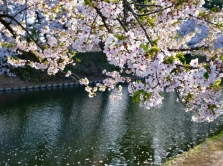 atmosfernye-mesta-v-tashkente-gde-cvetet-uryuk