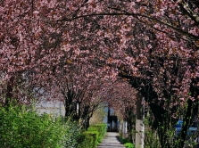 gde-smotret-na-cvetenie-yablon-vishni-i-magnolii-v-almaty-11-mest-dlya-progulok-vesnoy