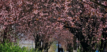 Где смотреть на цветение яблонь, вишни и магнолии в Алматы: 11 мест для прогулок весной