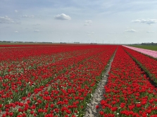 vesenniy-marshrut-po-niderlandam-ot-tyul-panovyh-poley-do-uyutnyh-derevushek