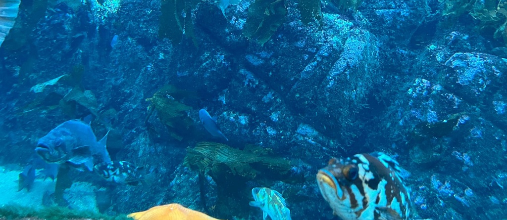 График работы и стоимость посещения водного комплекса Sogdiana Aquapark в Самарканде