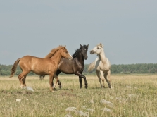 5-krasivyh-kyrgyzskih-tradiciy-kotorye-peredayutsya-iz-pokoleniya-v-pokolenie