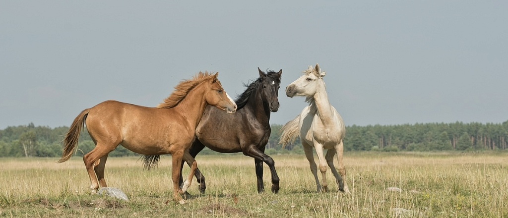 5-beautiful-kyrgyz-traditions-that-are-passed-down-from-generation-to-generation