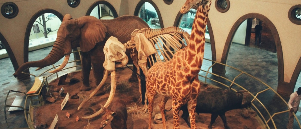 magic-safari-15-maya-v-tashkente-otkroetsya-tematicheskiy-safari-park