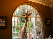giraffes-penguins-jellyfish-where-to-go-to-make-the-trip-unforgettable
