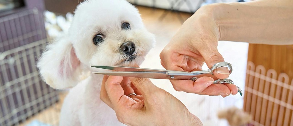 gruming-dlya-vashego-pitomca-v-tashkente-8-lokaciy