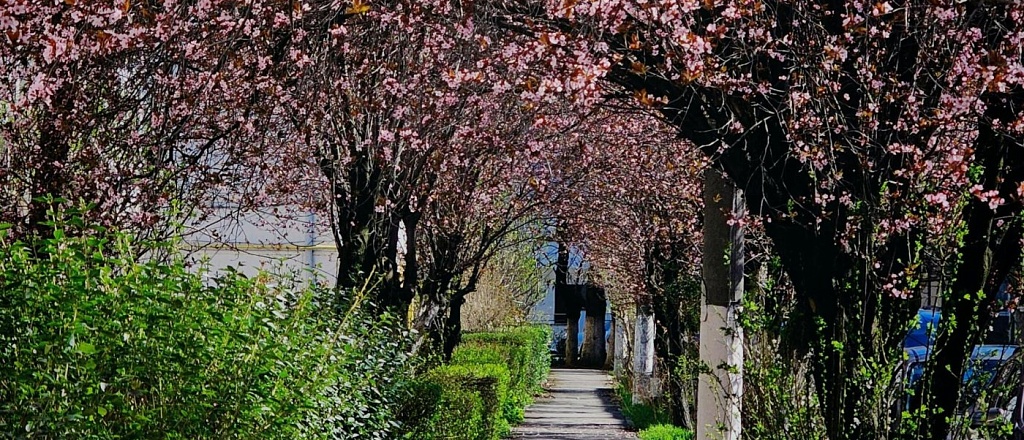 gde-smotret-na-cvetenie-yablon-vishni-i-magnolii-v-almaty-11-mest-dlya-progulok-vesnoy