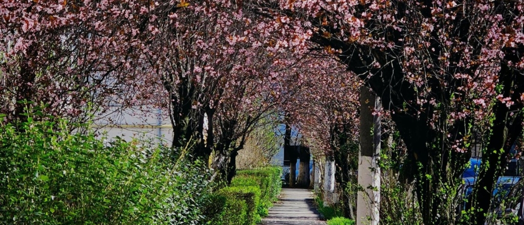 gde-smotret-na-cvetenie-yablon-vishni-i-magnolii-v-almaty-11-mest-dlya-progulok-vesnoy