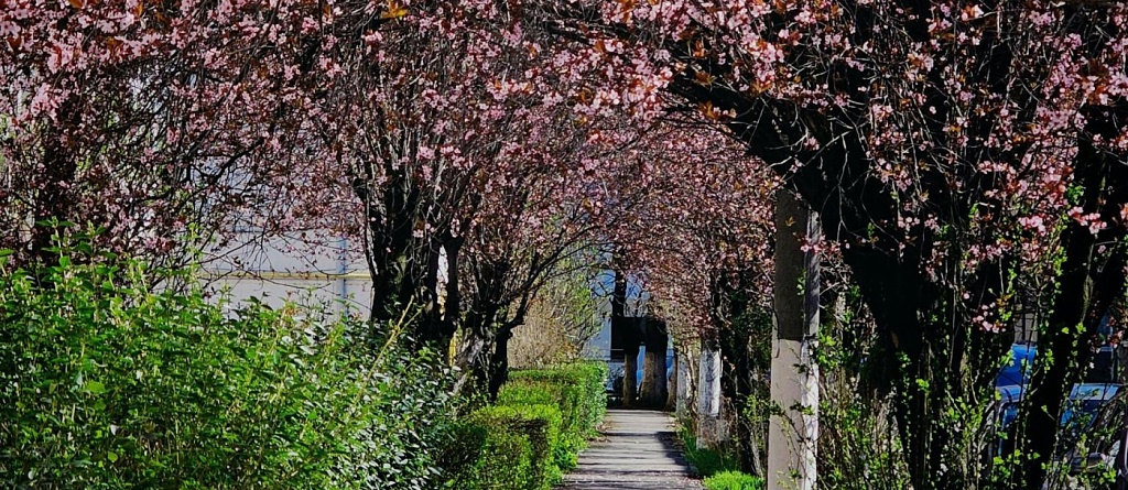 Где смотреть на цветение яблонь, вишни и магнолии в Алматы: 11 мест для прогулок весной