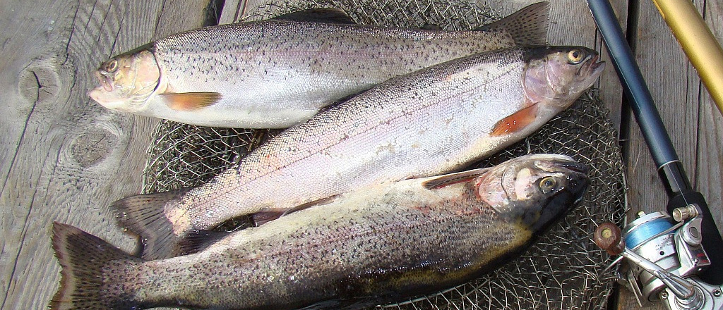 trout-farming-in-almaty-it-takes-two-years-to-grow-big-fish