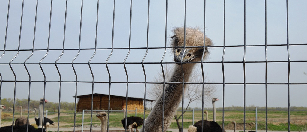 how-to-breed-ostriches-the-story-of-the-one-and-only-ostrich-farm-in-almaty
