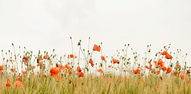 Как в Туркменистане отмечают Новруз: главные традиции и обычаи