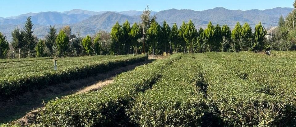 gde-v-azerbaydzhane-vyraschivayut-chay-limony-i-feyhoa-vse-pro-lenkoran