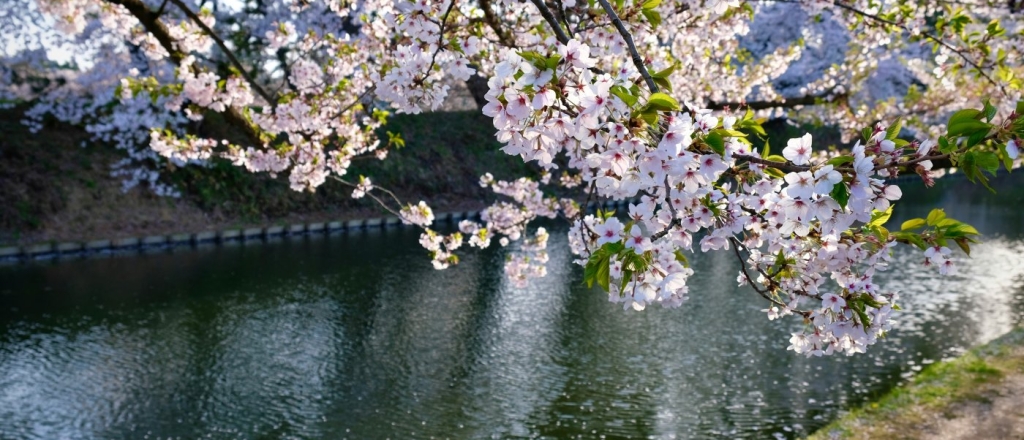 atmosfernye-mesta-v-tashkente-gde-cvetet-uryuk