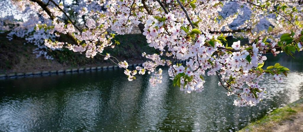 Атмосферные места в Ташкенте, где цветет урюк