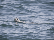 siberian-wellness-pomozhet-kaspiyskomu-tyulenyu-v-kazahstane
