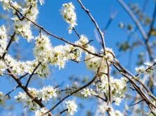 navruz-in-central-asia-how-spring-is-celebrated-in-the-region