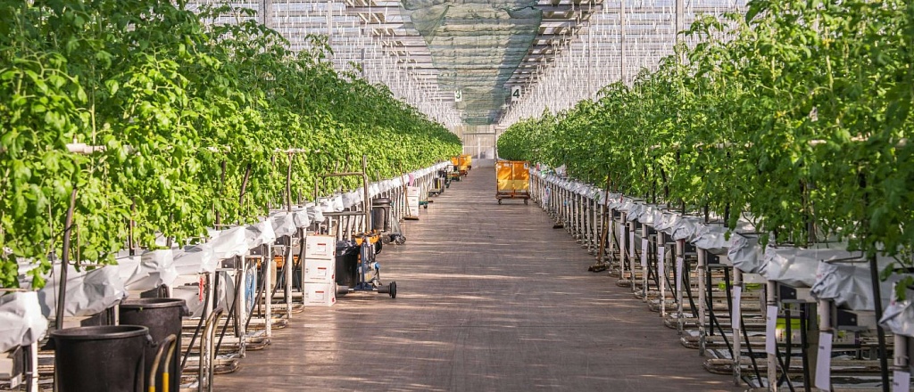 v-gorode-osh-stroyat-sovremennuyu-teplicu