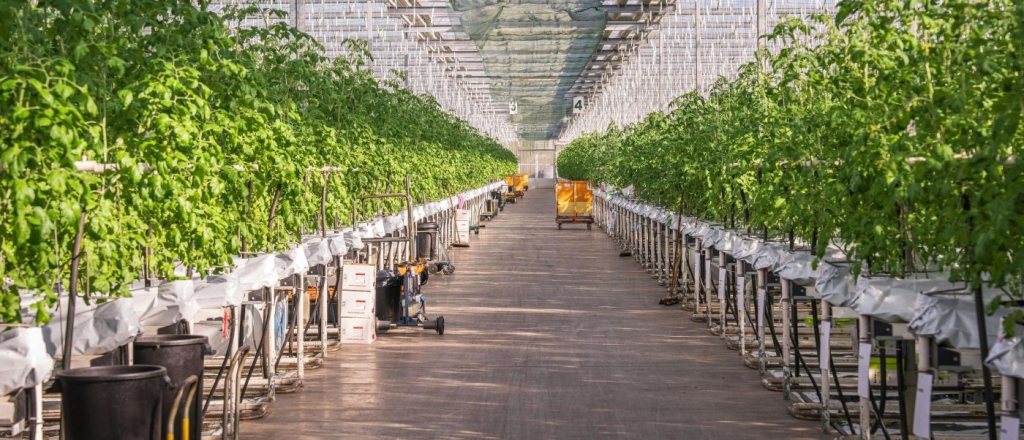 v-gorode-osh-stroyat-sovremennuyu-teplicu