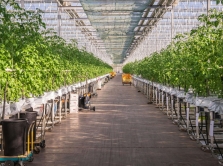 v-gorode-osh-stroyat-sovremennuyu-teplicu