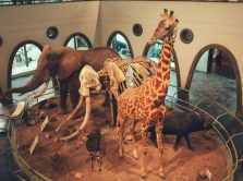 magic-safari-15-maya-v-tashkente-otkroetsya-tematicheskiy-safari-park