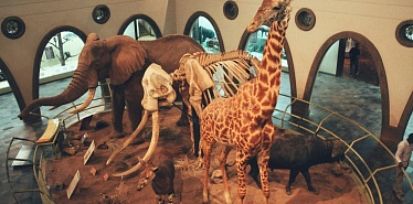 Magic Safari: 15 мая в Ташкенте откроется тематический сафари-парк
