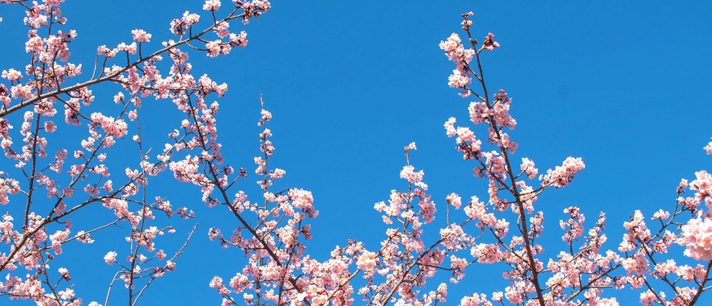 navruz-in-uzbekistan-spring-awakening-and-cultural-heritage