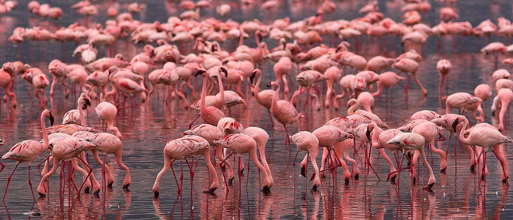 flamingo-tyul-pany-i-surki-eko-turizm-v-korgalzhynskom-zapovednike