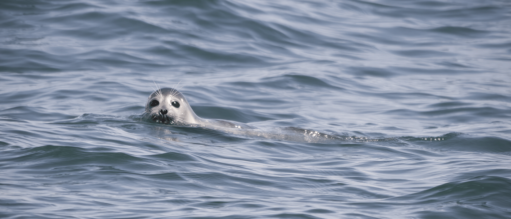 siberian-wellness-pomozhet-kaspiyskomu-tyulenyu-v-kazahstane