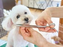 gruming-dlya-vashego-pitomca-v-tashkente-8-lokaciy